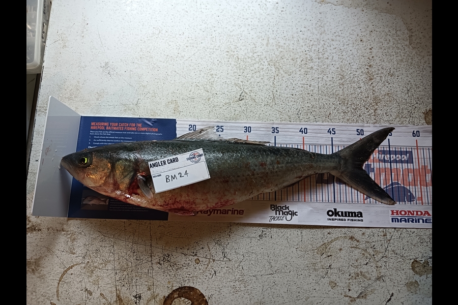Mathew Jordan caught this 50.0cm Kahawai at Coromandel during The Export NZ Fishing Competition