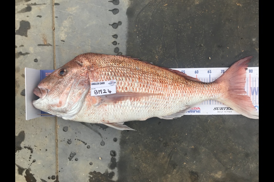 Tereza Pitt caught this 77.5cm Snapper at Northland during The Export NZ Fishing Competition