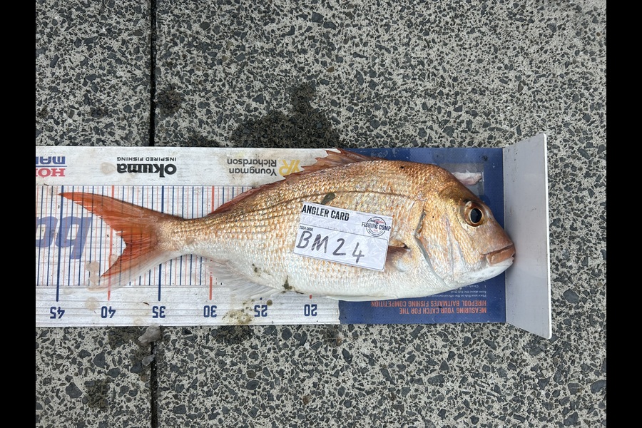 Erin Mcloughlin caught this 38.5cm Snapper at Auckland during The Export NZ Fishing Competition