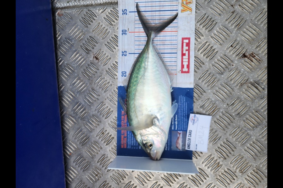 Sarel Joubert caught this 31.5cm Trevally at Northland during The Export NZ Fishing Competition