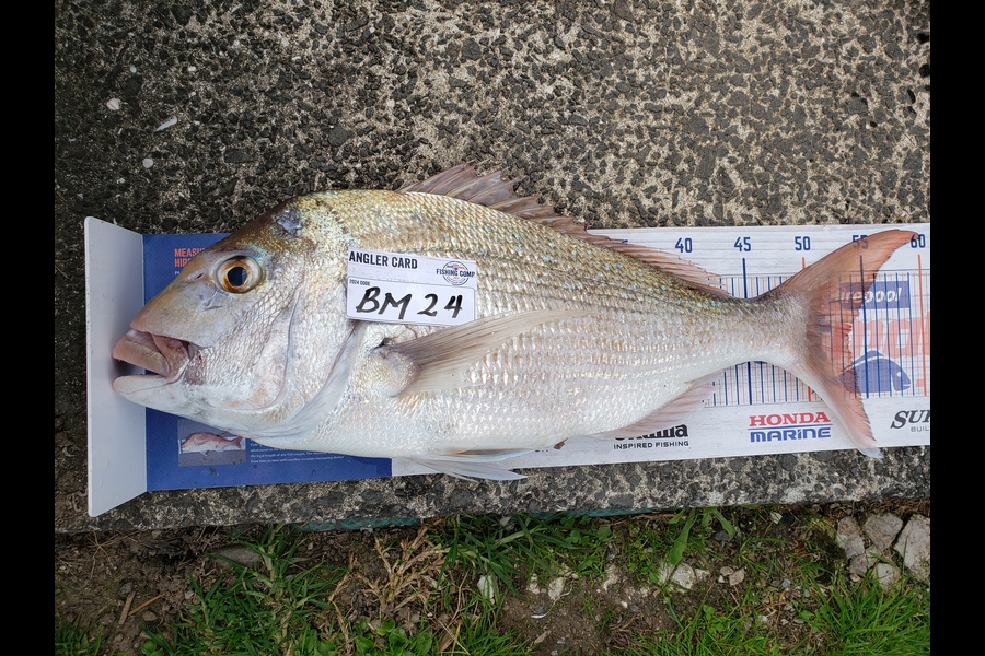 Steve Searancke caught this 53.5cm Snapper at Coromandel during The Export NZ Fishing Competition