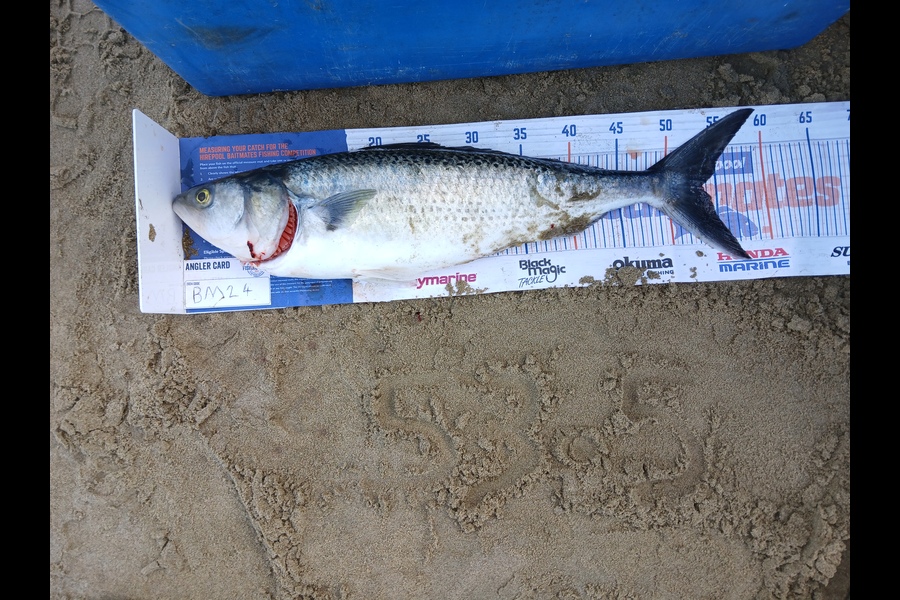Bryce Taylor caught this 53.5cm Kahawai at Northland during The Export NZ Fishing Competition