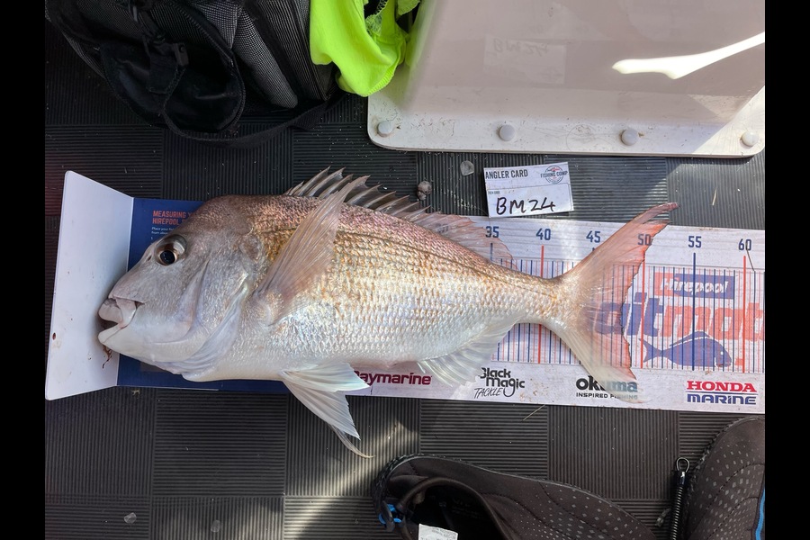 Lee Paetai caught this 47.5cm Snapper at Coromandel during The Export NZ Fishing Competition
