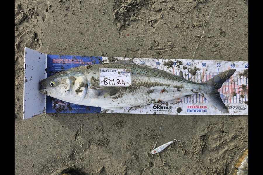 Wesley Skinner caught this 55.0cm Kahawai at Canterbury during The Export NZ Fishing Competition