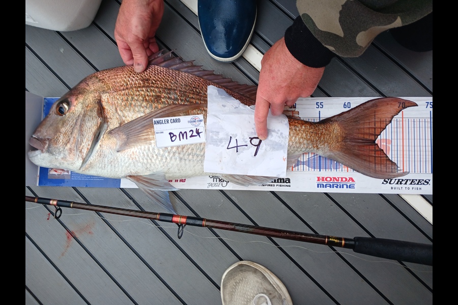 David Hunt caught this 65.0cm Snapper at Bay of Plenty during The Export NZ Fishing Competition