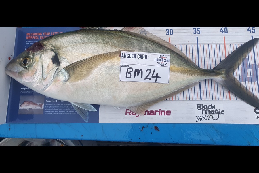 Dan Musson caught this 40.5cm Trevally at Wellington during The Export NZ Fishing Competition