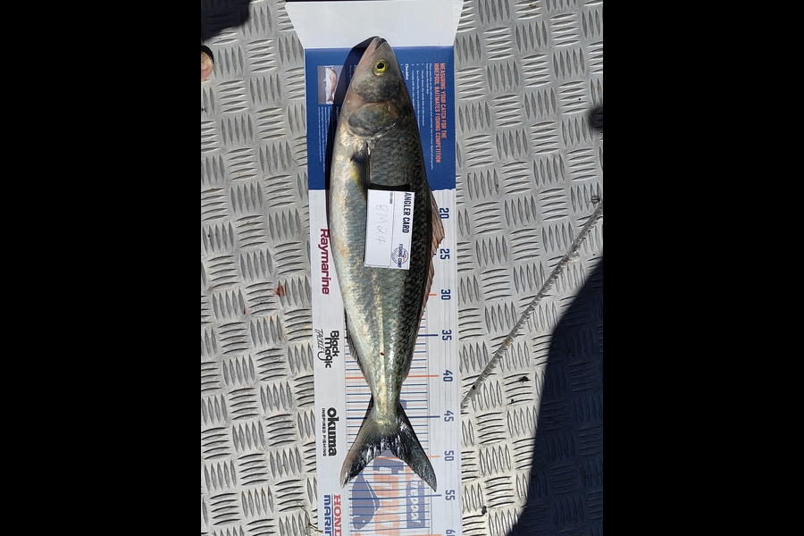 Clynt Short caught this 48.5cm Kahawai at Bay of Plenty during The Export NZ Fishing Competition