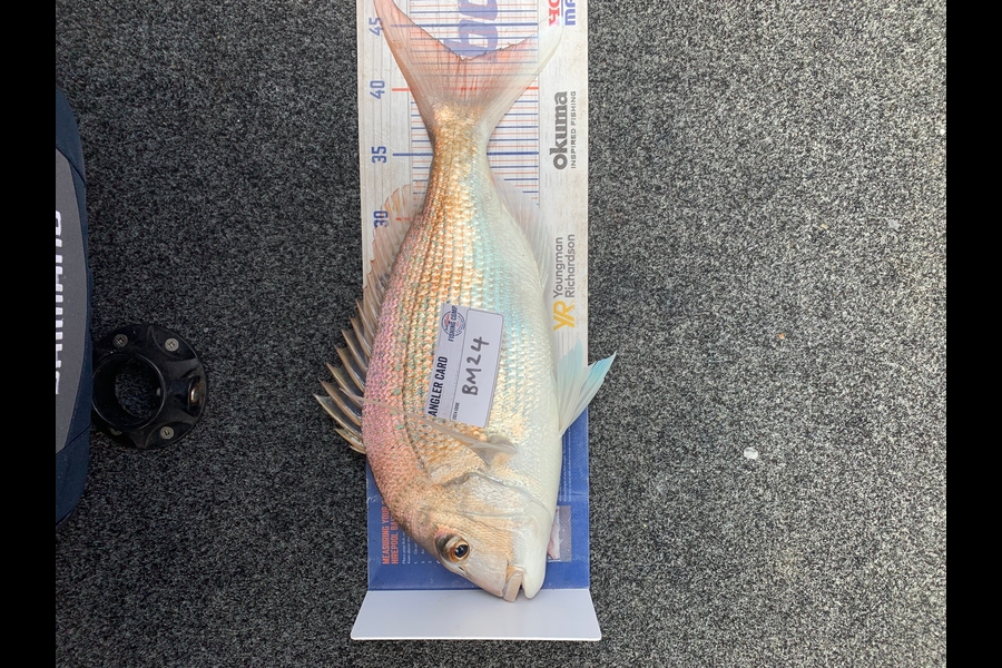 Bevan Sterling caught this 42.0cm Snapper at Northland during The Export NZ Fishing Competition