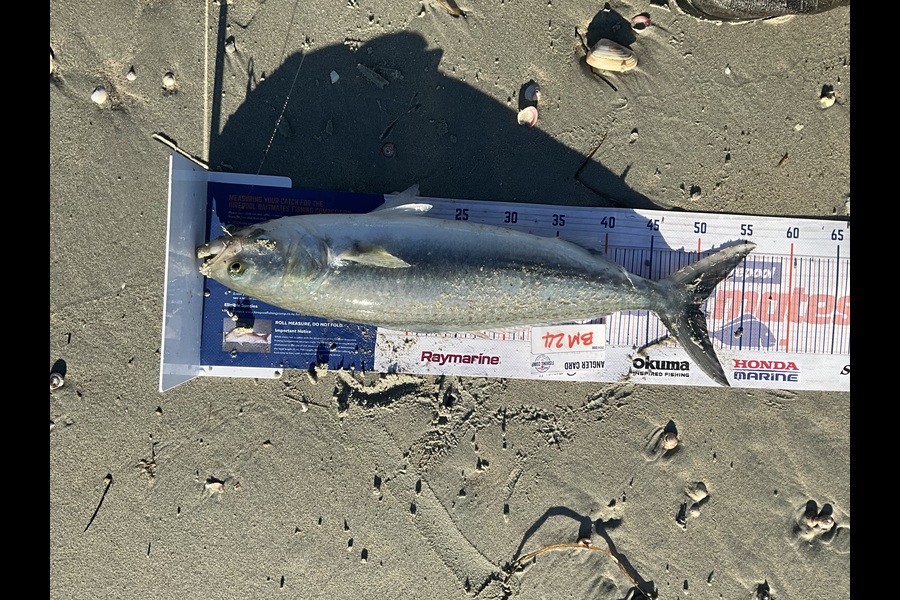 Stephen Heka caught this 50.5cm Kahawai at Northland during The Export NZ Fishing Competition