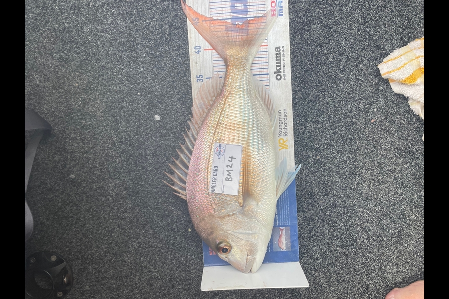 Mark Rouse caught this 44.0cm Snapper at Northland during The Export NZ Fishing Competition