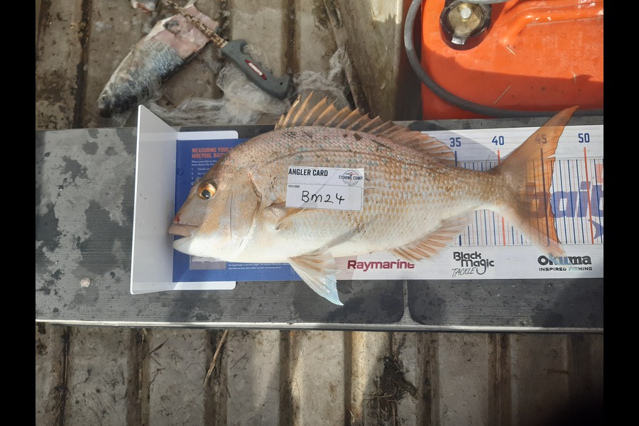 Clinton Emtage caught this 45.5cm Snapper at Northland during The Export NZ Fishing Competition
