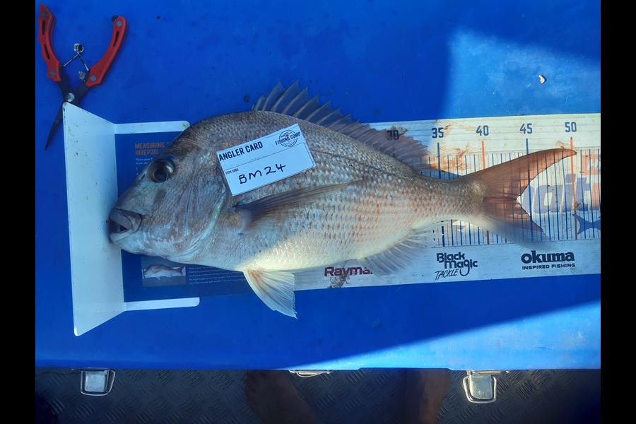 Clinton Emtage caught this 43cm Snapper at Northland during The Export NZ Fishing Competition