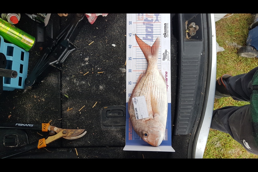 Honana Vercoe caught this 40.0cm Snapper at Bay of Plenty during The Export NZ Fishing Competition