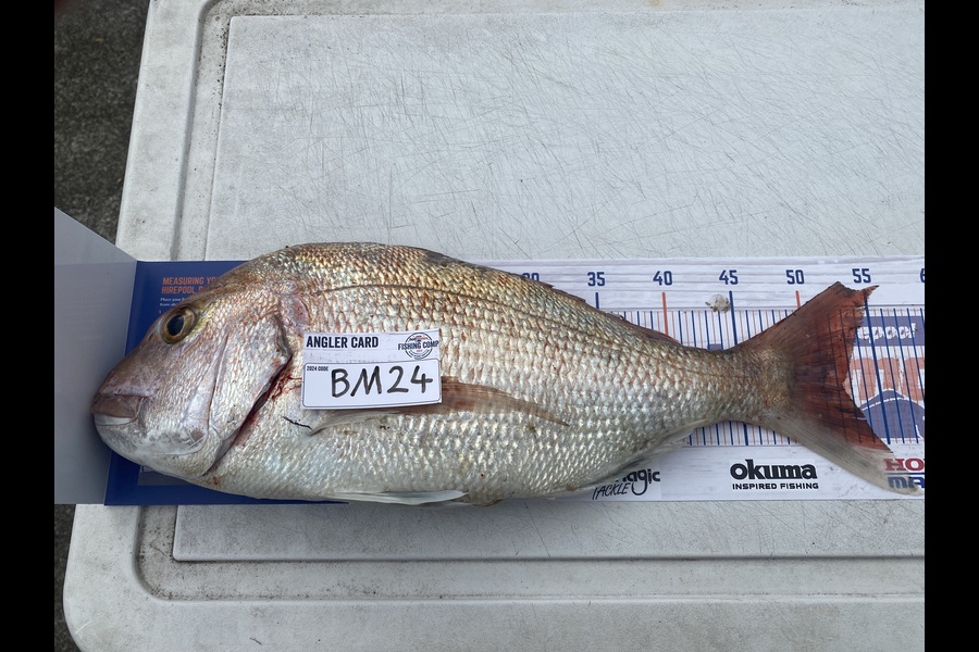 Kyle Mottram caught this 52.0cm Snapper at Taranaki during The Export NZ Fishing Competition