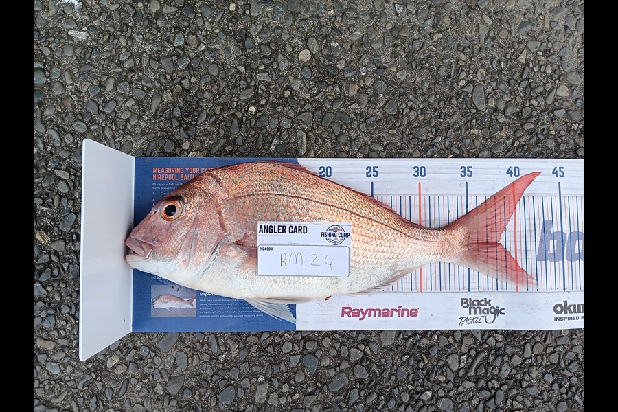 Shaun Rutherford caught this 38.0cm Snapper at Bay of Plenty during The Export NZ Fishing Competition