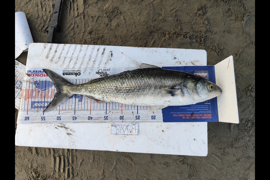 John bruce caught this 51.0cm Kahawai at Canterbury during The Export NZ Fishing Competition