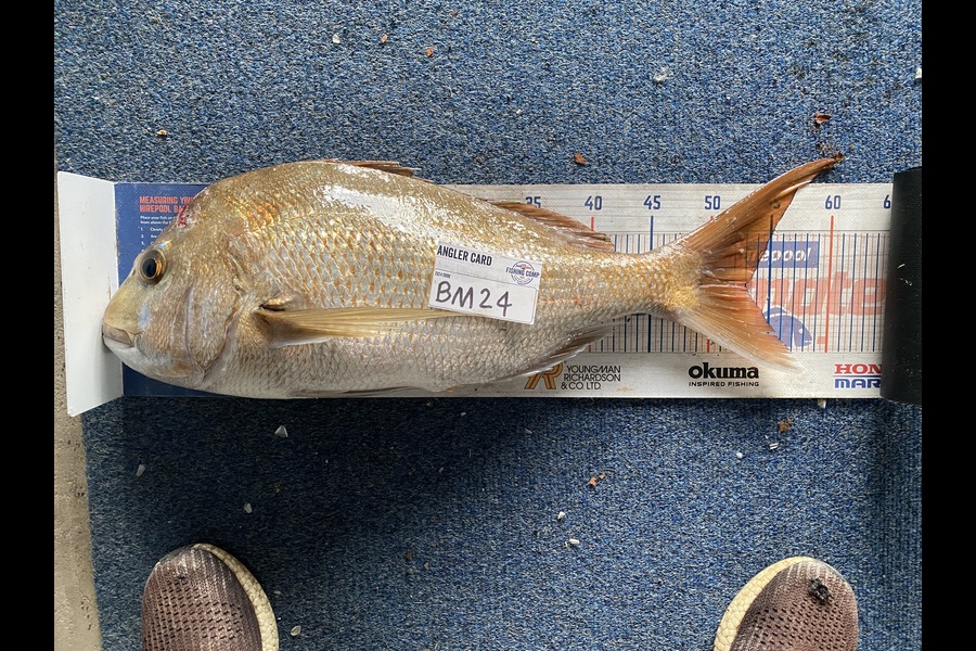 Elliot Gordon caught this 53.0cm Snapper at Bay of Plenty during The Export NZ Fishing Competition