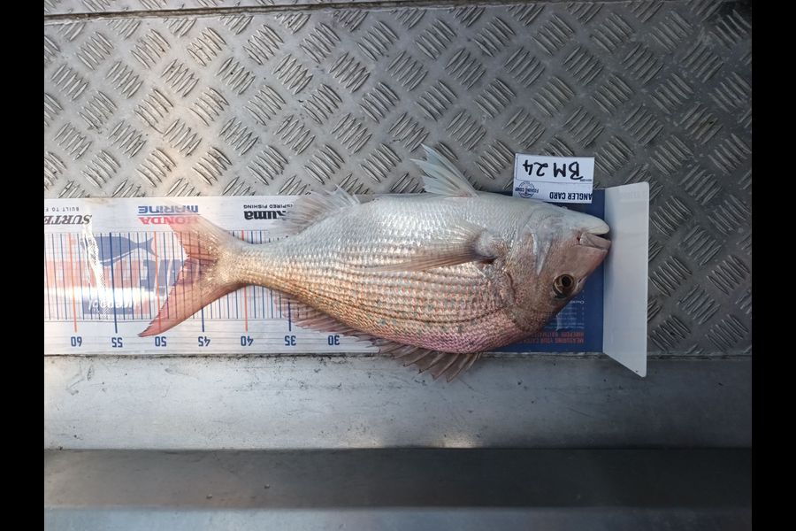 Mathew Ferris caught this 46cm Snapper at Nelson/Marlborough during The Export NZ Fishing Competition