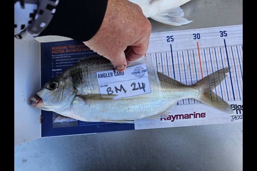 David Kovacs caught this 31.0cm Tarakihi at Wellington during The Export NZ Fishing Competition