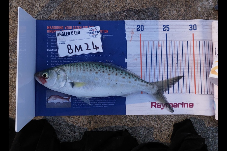 Pamela Crosbie caught this 24.0cm Kahawai at Nelson/Marlborough during The Export NZ Fishing Competition