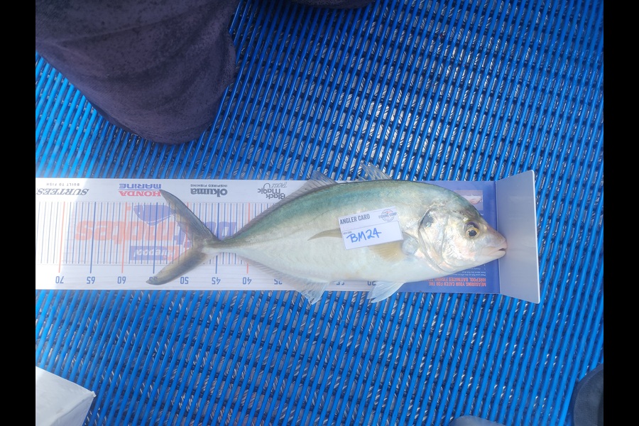 Ben Iggo caught this 49.0cm Trevally at Northland during The Export NZ Fishing Competition