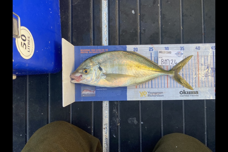 Tony Flowers caught this 33.5cm Trevally at Wellington during The Export NZ Fishing Competition
