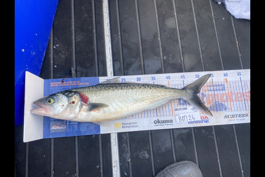 Tony Flowers caught this 49.0cm Kahawai at Wellington during The Export NZ Fishing Competition