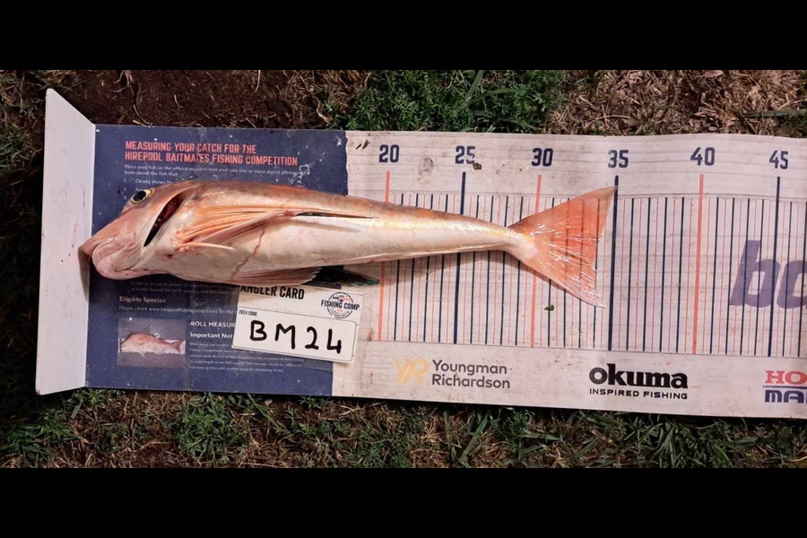 Tracey Beer caught this 34.0cm Gurnard at Coromandel during The Export NZ Fishing Competition