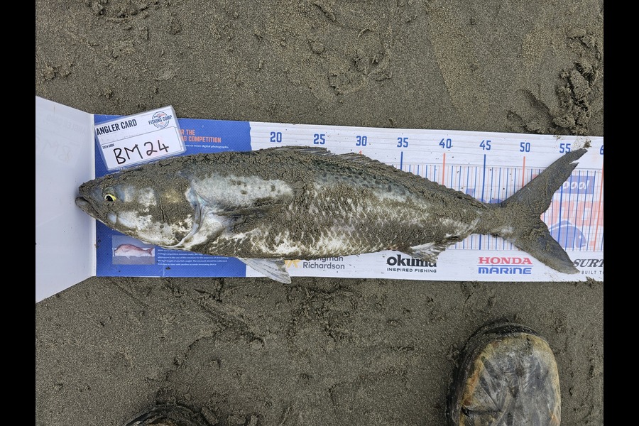Wesley Skinner caught this 52.5cm Kahawai at Canterbury during The Export NZ Fishing Competition