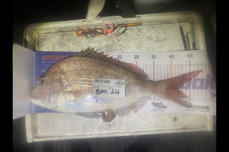 Josh Bolton caught this 42.0cm Snapper at Wellington during The Export NZ Fishing Competition