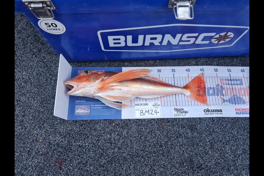 Justin Spain caught this 45.5cm Gurnard at Nelson/Marlborough during The Export NZ Fishing Competition