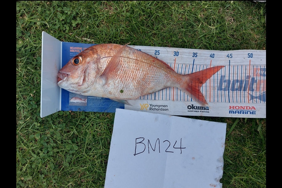 Edwin Tienzo caught this 37.0cm Snapper at Northland during The Export NZ Fishing Competition