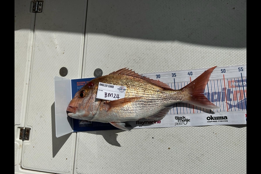 Joshua Waalkens caught this 43.0cm Snapper at Auckland during The Export NZ Fishing Competition