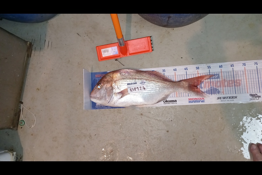 Dave Thomson caught this 49cm Snapper at Manawatu during The Export NZ Fishing Competition
