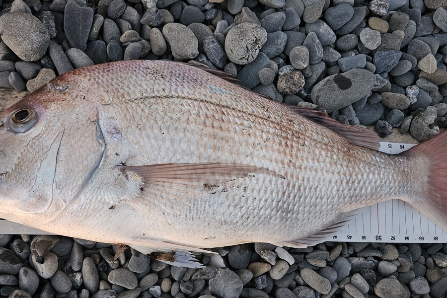 Kane Wrigglesworth  caught this 61.0cm Snapper at Wellington during The Export NZ Fishing Competition
