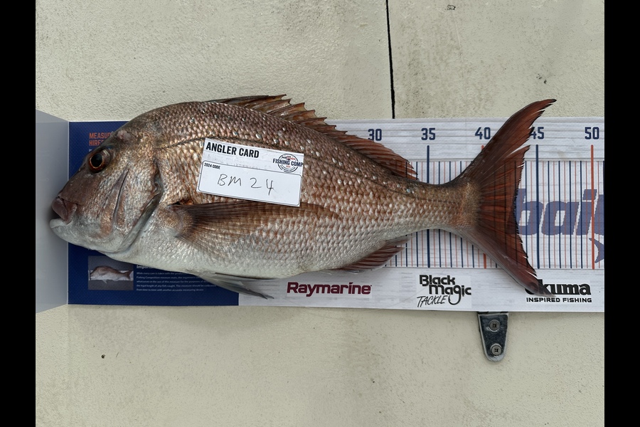 Ed Smit caught this 43cm Snapper at Auckland during The Export NZ Fishing Competition