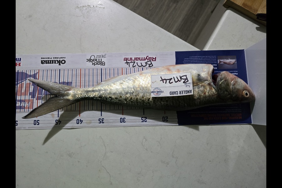 Carly Ritchie caught this 45.0cm Kahawai at Bay of Plenty during The Export NZ Fishing Competition