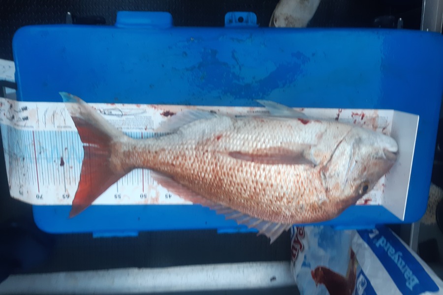 Mike Savage  caught this 60.0cm Snapper at Nelson/Marlborough during The Export NZ Fishing Competition