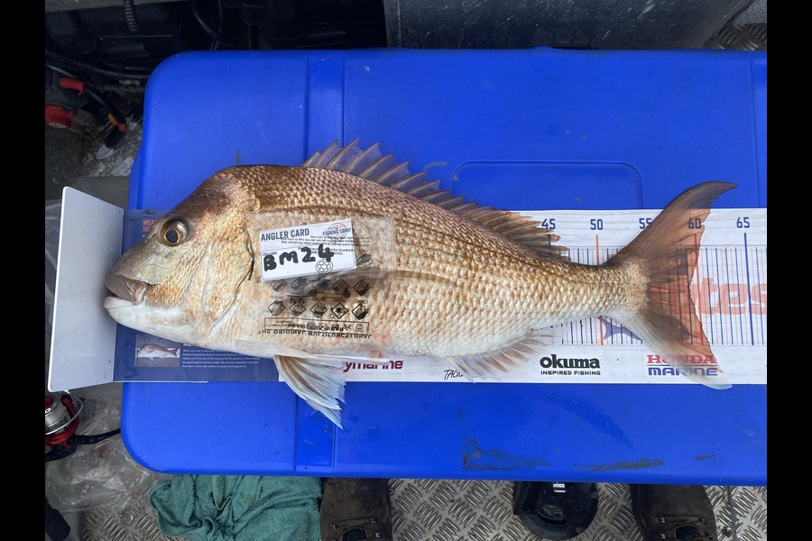 Eric Shaw caught this 59.0cm Snapper at Coromandel during The Export NZ Fishing Competition
