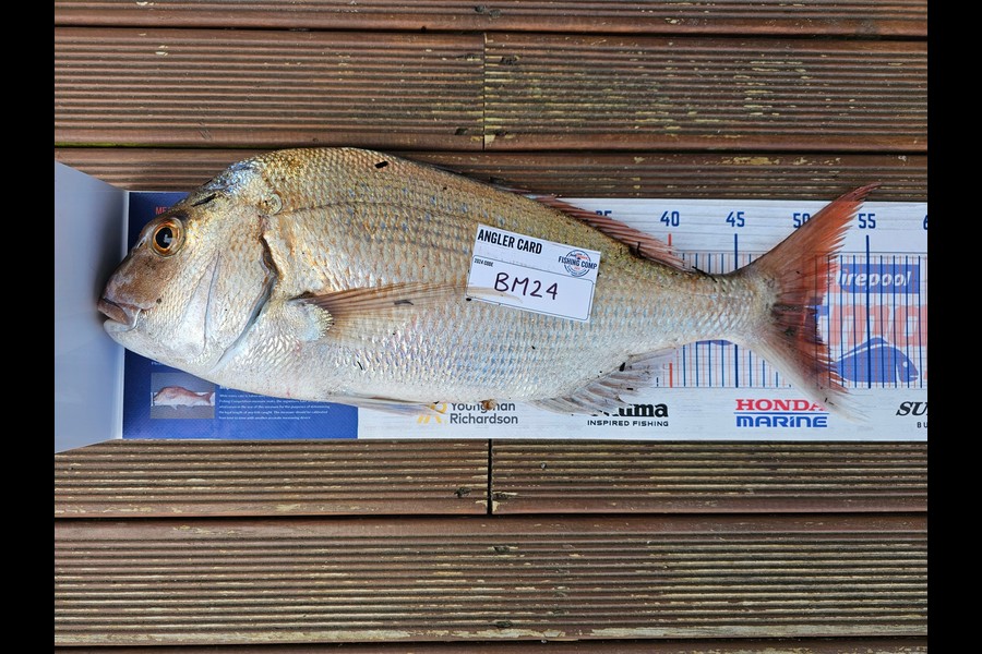 Troy Rosson caught this 51.0cm Snapper at Wellington during The Export NZ Fishing Competition