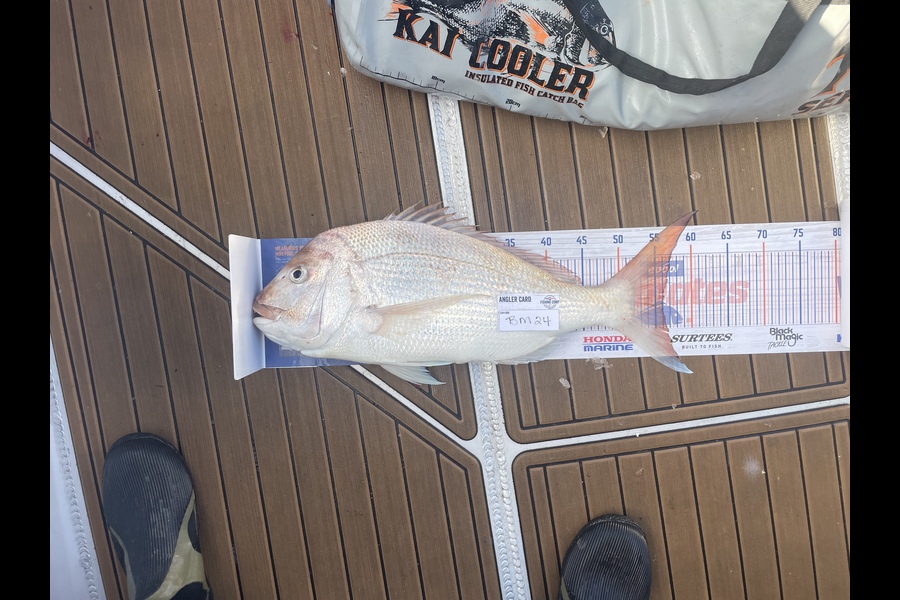 Neville Cane caught this 55.0cm Snapper at Nelson/Marlborough during The Export NZ Fishing Competition
