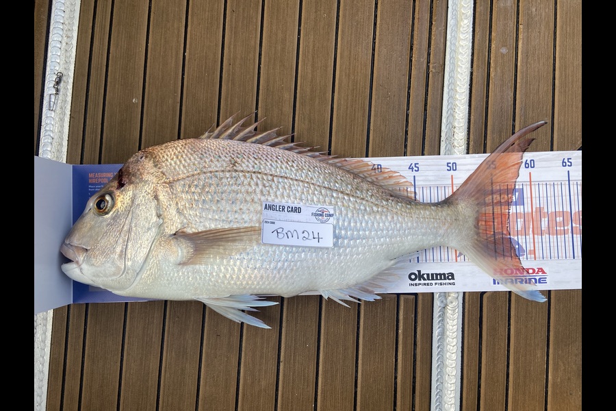 Sharon Cane caught this 56.5cm Snapper at Nelson/Marlborough during The Export NZ Fishing Competition