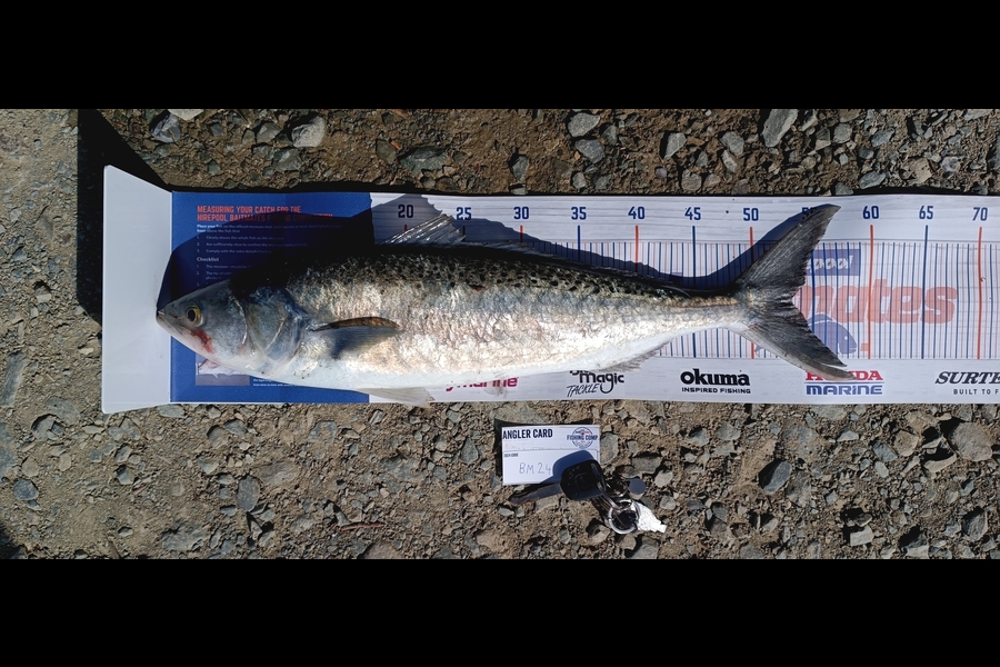 Chad Sefton caught this 53.0cm Kahawai at Nelson/Marlborough during The Export NZ Fishing Competition