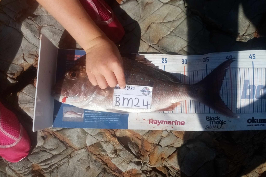 Bodhi Bishop Saunders caught this 37.0cm Snapper at Coromandel during The Export NZ Fishing Competition