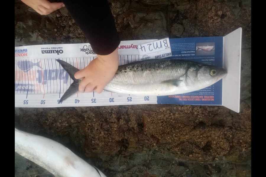 Bodhi Bishop Saunders caught this 41.0cm Kahawai at Coromandel during The Export NZ Fishing Competition