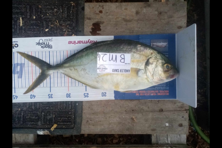 Phill Saunders caught this 37.5cm Trevally at Coromandel during The Export NZ Fishing Competition