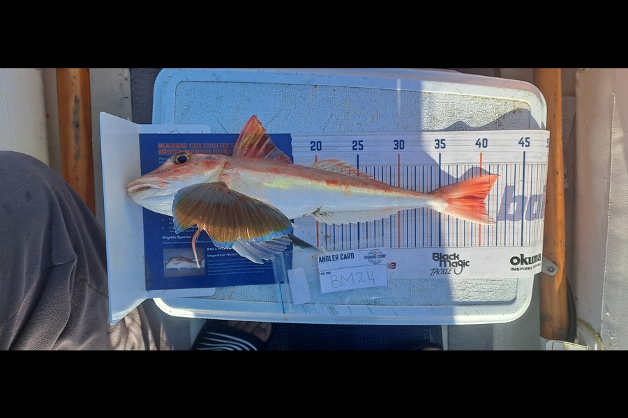 Dave Paul caught this 40cm Gurnard at Hawkes Bay during The Export NZ Fishing Competition