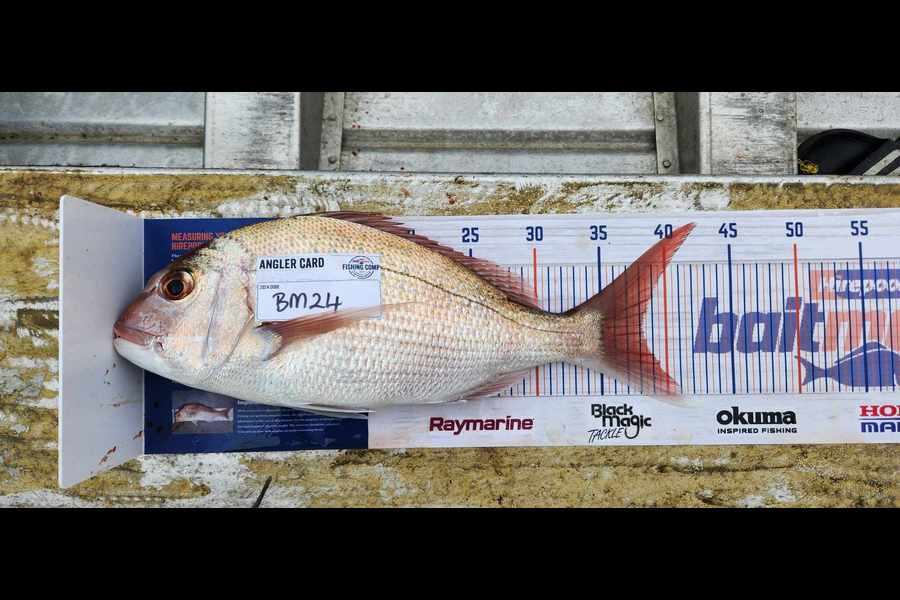 Aaron Jones caught this 38.0cm Snapper at Auckland during The Export NZ Fishing Competition