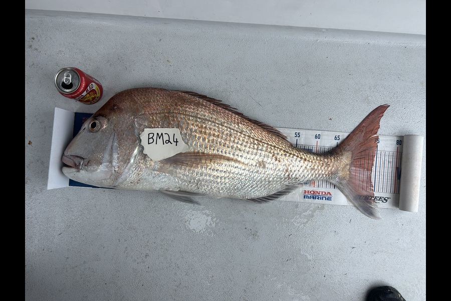 Erin Mcloughlin caught this 74.0cm Snapper at Auckland during The Export NZ Fishing Competition