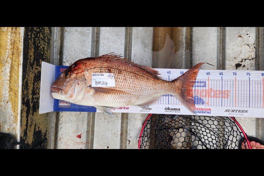 Reid Soole caught this 54.0cm Snapper at Auckland during The Export NZ Fishing Competition